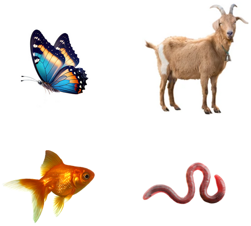 مفتاح التصنيف مفتاح التصنيف